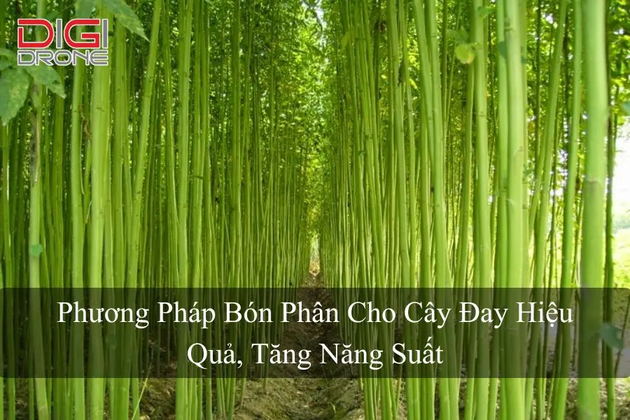 Phương Pháp Bón Phân Cho Cây Đay Hiệu Quả, Tăng Năng Suất