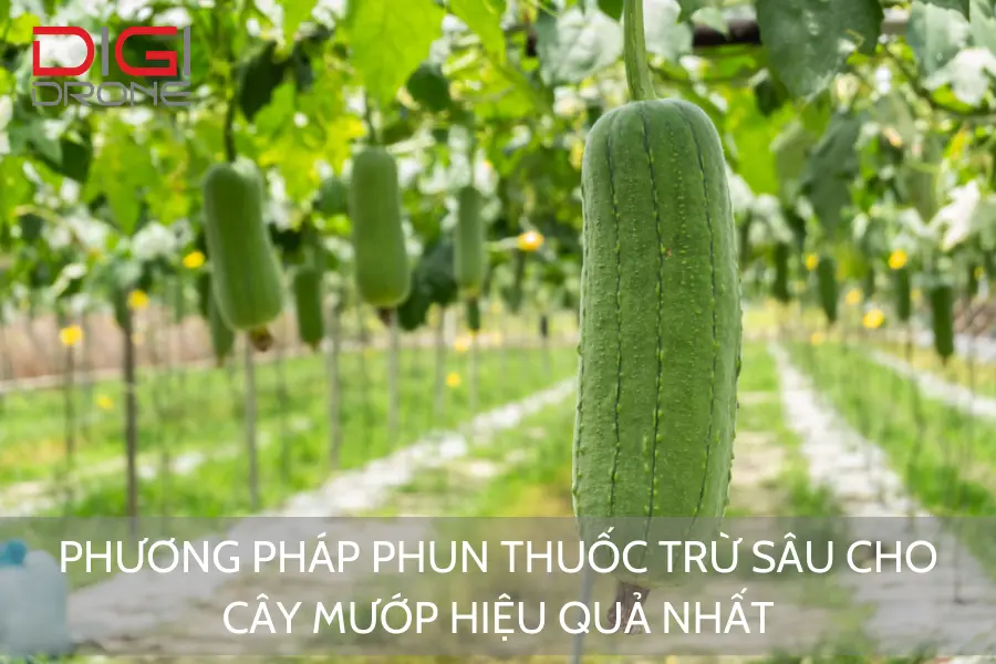 Phương Pháp Phun Thuốc Trừ Sâu Cho Cây Mướp Hiệu Quả Nhất