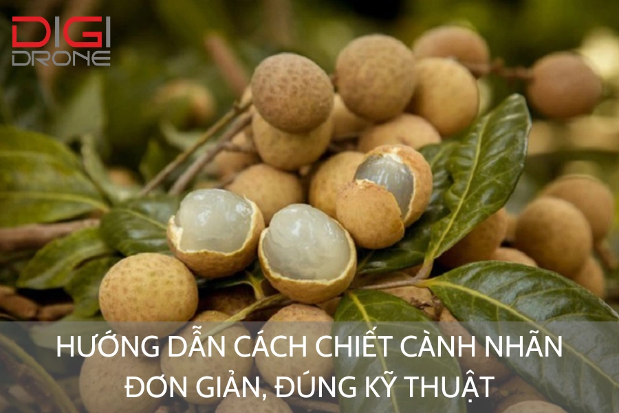 Hướng Dẫn Cách Chiết Cành Nhãn Đơn Giản, Đúng Kỹ Thuật