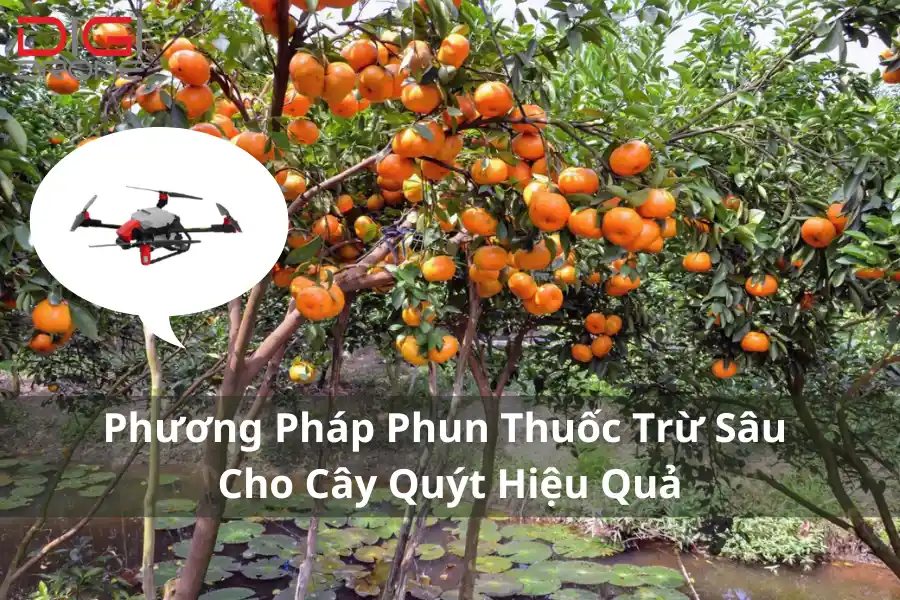 Phương Pháp Phun Thuốc Trừ Sâu Cho Cây Quýt Hiệu Quả