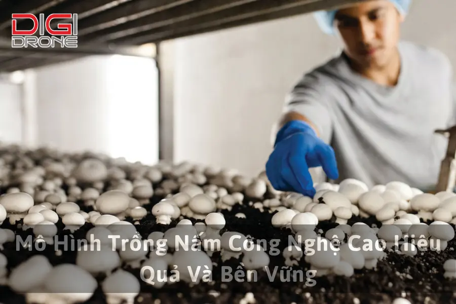 Mô Hình Trồng Nấm Công Nghệ Cao Hiệu Quả Và Bền Vững
