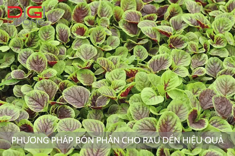 Phương Pháp Bón Phân Cho Rau Dền Hiệu Quả