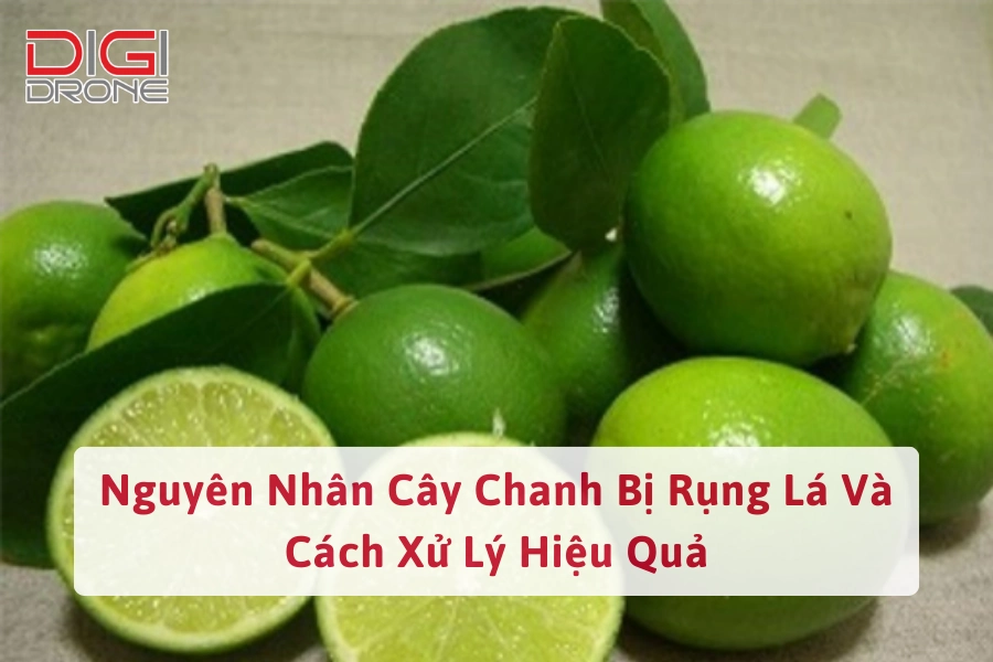 Nguyên Nhân Cây Chanh Bị Rụng Lá Và Cách Xử Lý Hiệu Quả