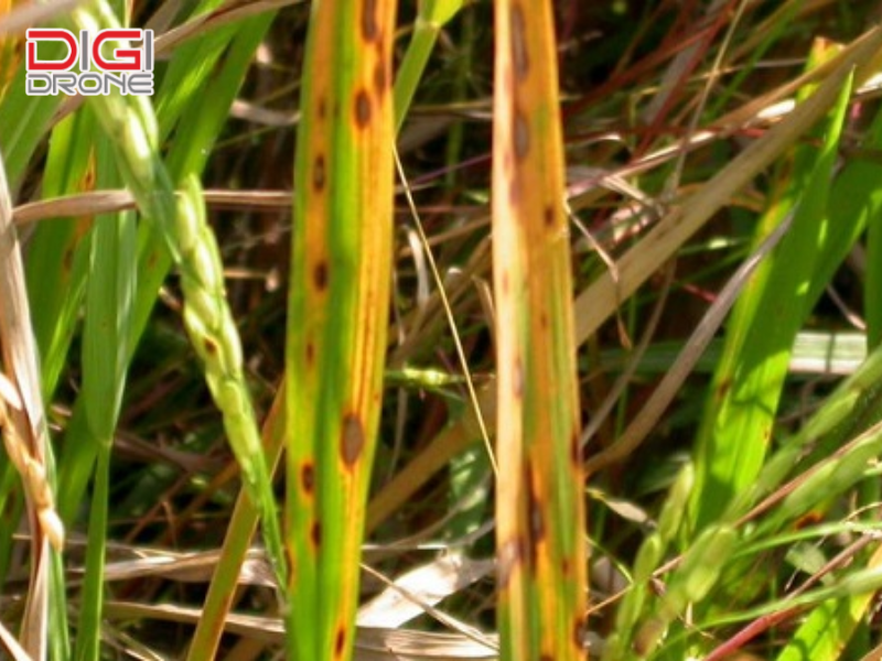 Quản lý tổng hợp và lưu ý khi xử lý bệnh khô vằn