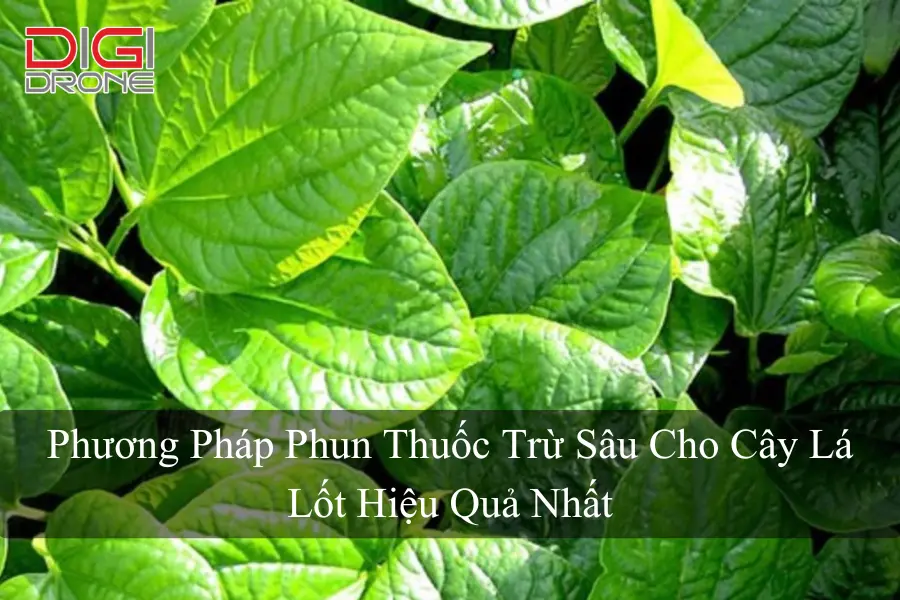 Phương Pháp Phun Thuốc Trừ Sâu Cho Cây Lá Lốt Hiệu Quả Nhất