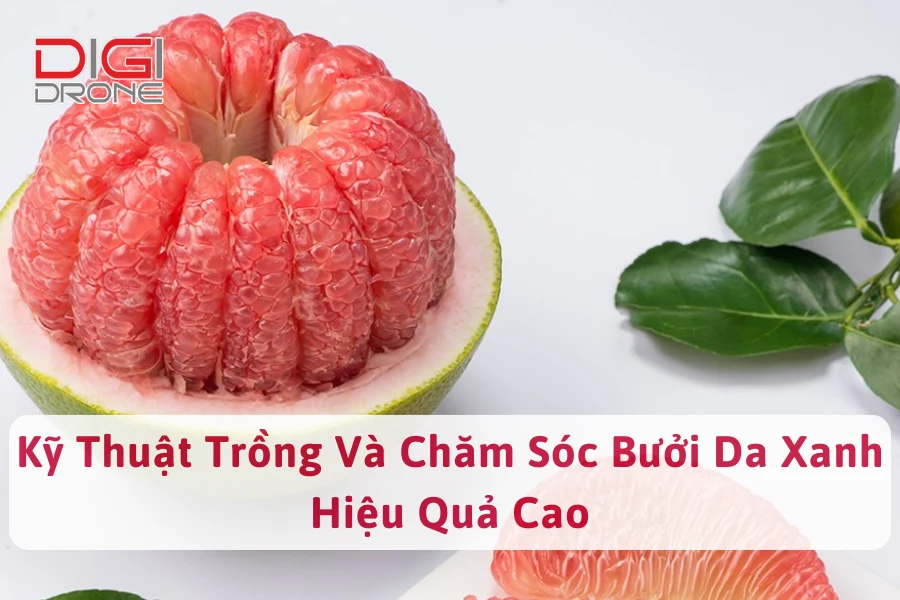 Kỹ Thuật Trồng Và Chăm Sóc Bưởi Da Xanh Hiệu Quả Cao