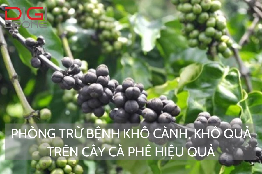 Phòng Trừ Bệnh Khô Cành, Khô Quả Trên Cây Cà Phê Hiệu Quả