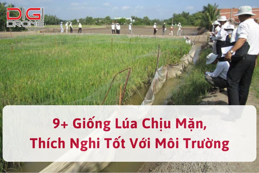 9+ Giống Lúa Chịu Mặn, Thích Nghi Tốt Với Môi Trường