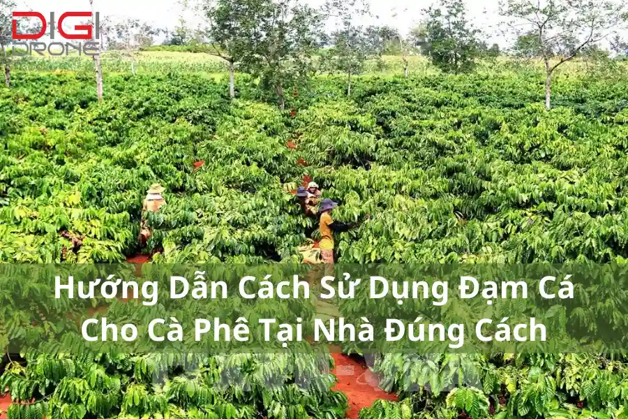 Hướng Dẫn Cách Sử Dụng Đạm Cá Cho Cà Phê Tại Nhà Đúng Cách