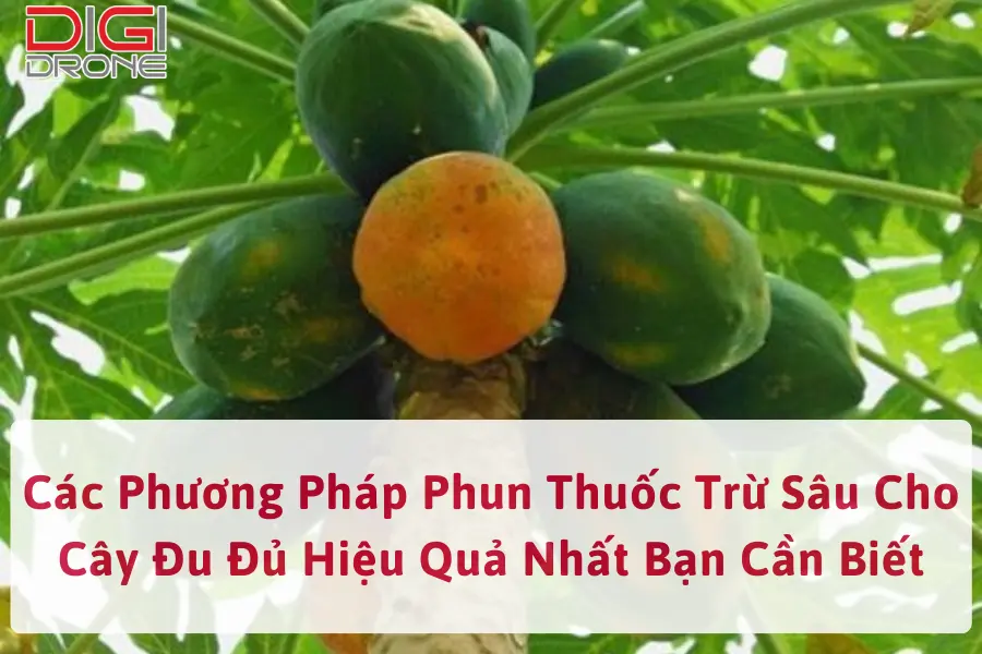 Các Phương Pháp Phun Thuốc Trừ Sâu Cho Cây Đu Đủ Hiệu Quả Nhất Bạn Cần Biết