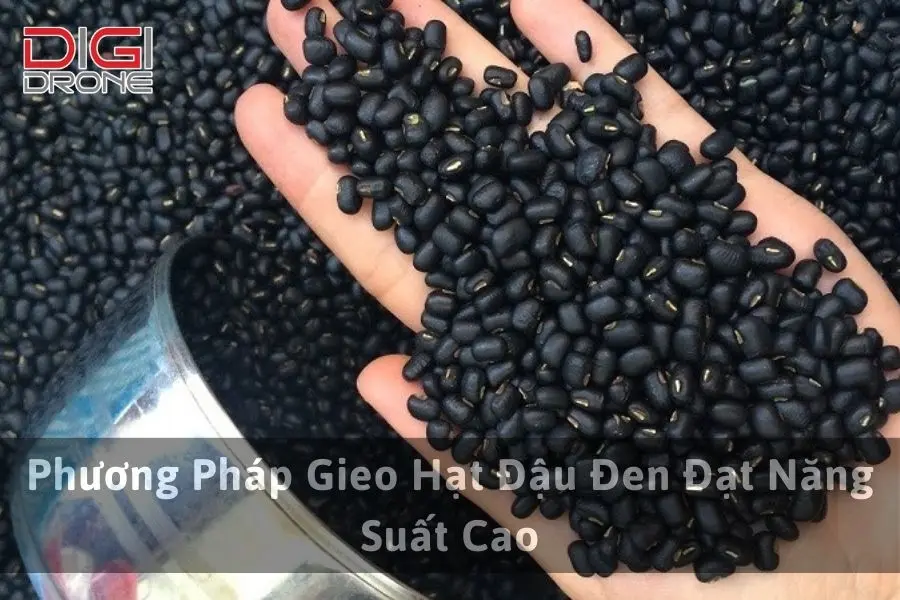 Phương Pháp Gieo Hạt Đậu Đen Đạt Năng Suất Cao