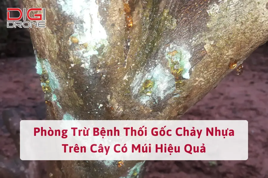 Phòng Trừ Bệnh Thối Gốc Chảy Nhựa Trên Cây Có Múi Hiệu Quả