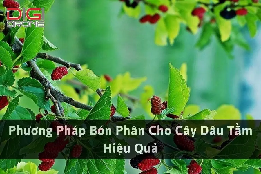 Phương Pháp Bón Phân Cho Cây Dâu Tằm Hiệu Quả