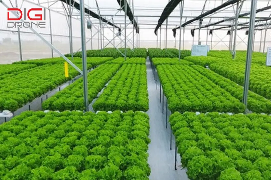 Lợi ích khi sử dụng nhà màng công nghệ cao trong nông nghiệp