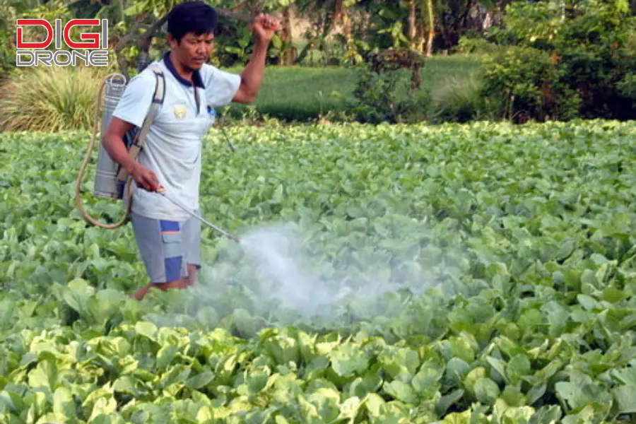 phương pháp phun thuốc trừ sâu cho cây mía