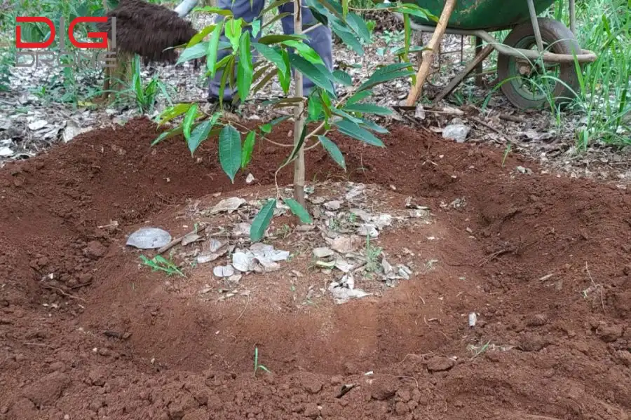 cách bón phân cho sầu riêng mới trồng