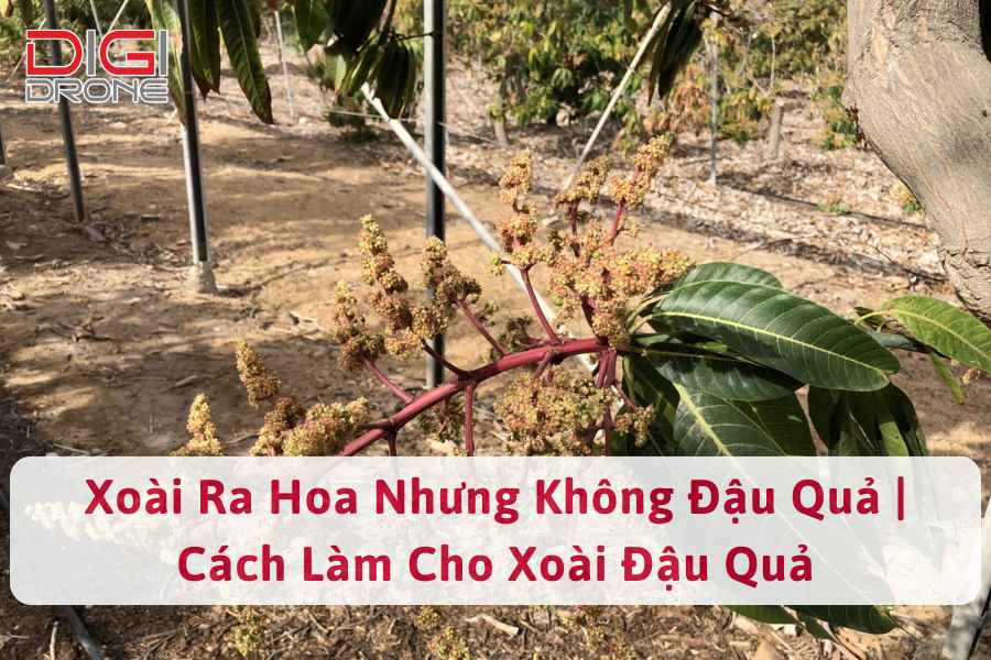 3. Các loại thuốc và phân bón hỗ trợ xoài giữ hoa, đậu quả