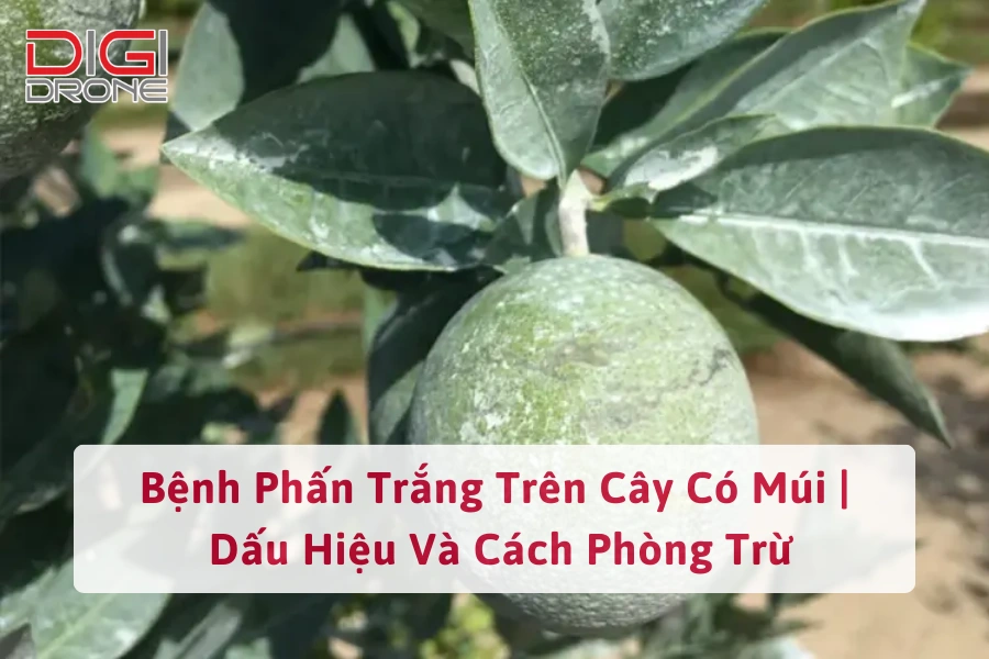 Bệnh Phấn Trắng Trên Cây Có Múi | Dấu Hiệu Và Cách Phòng Trừ