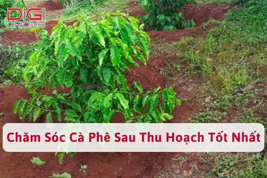 [Hướng Dẫn] Cách Chăm Sóc Cà Phê Sau Thu Hoạch Tốt Nhất