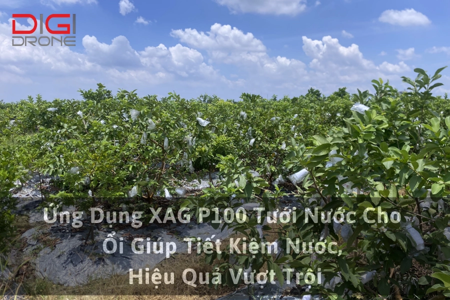 Ứng Dụng XAG P100 Tưới Nước Cho Ổi Giúp Tiết Kiệm Nước, Hiệu Quả Vượt Trội