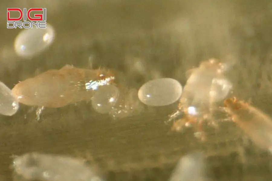 nhện gié nhện gié