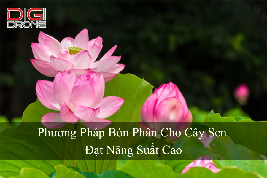 Phương Pháp Bón Phân Cho Cây Sen Đạt Năng Suất Cao