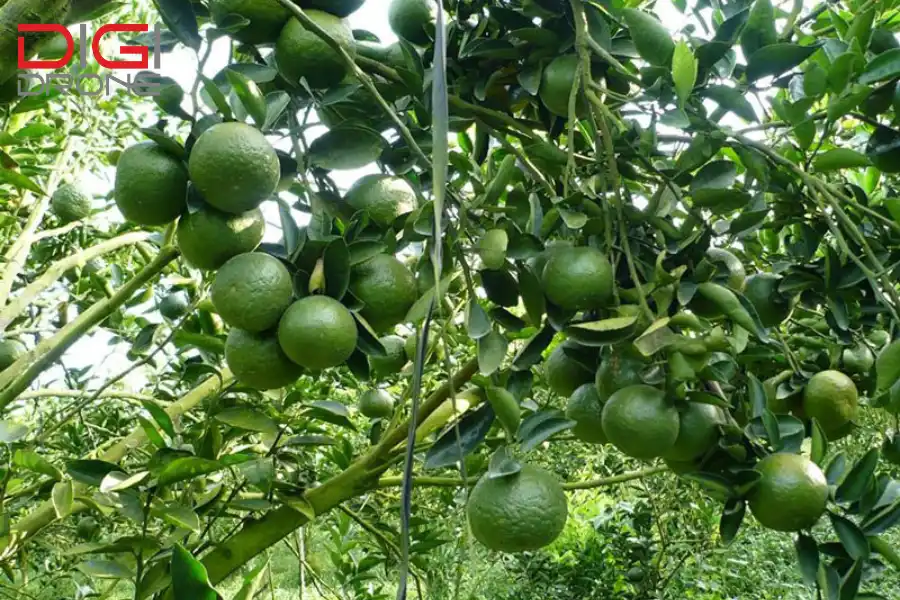 phun thuốc cho cây cam phun thuốc cho cây cam