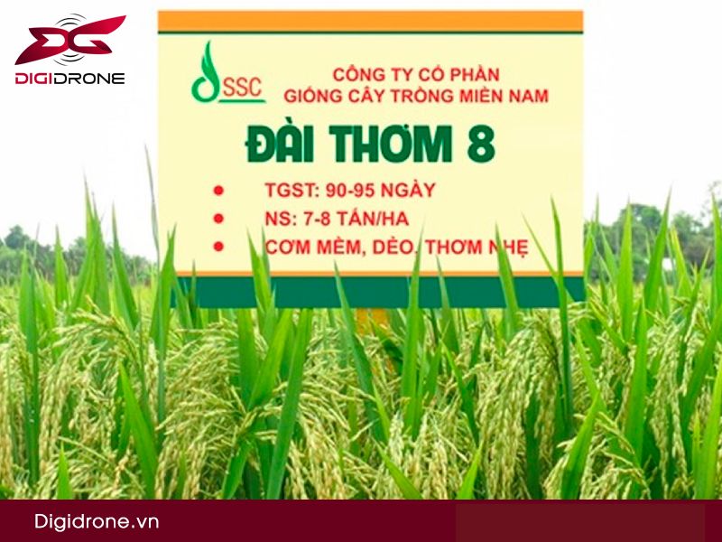 Giống lúa Đài thơm thế hệ mới