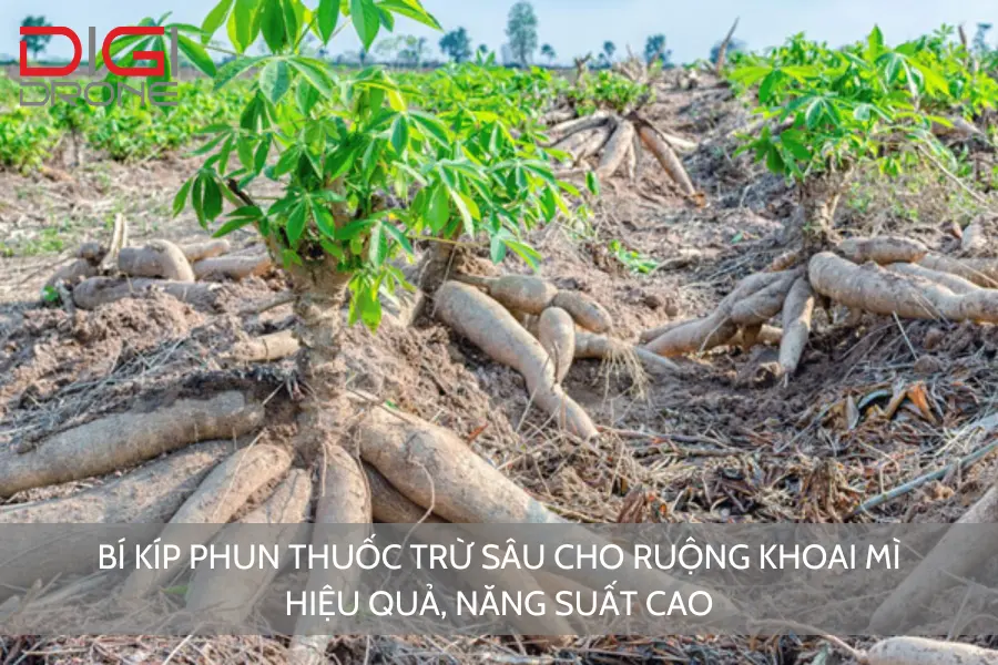 Bí Kíp Phun Thuốc Trừ Sâu Cho Ruộng Khoai Mì Hiệu Quả, Năng Suất Cao