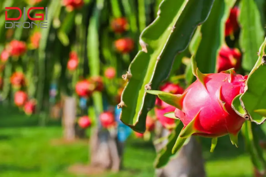 phun thuốc cho cây thanh long phun thuốc cho cây thanh long