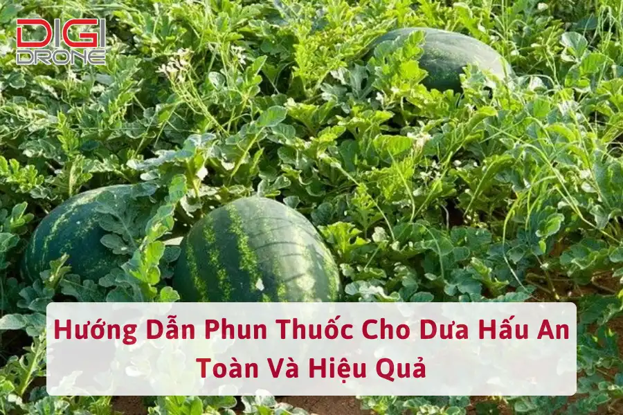 Hướng Dẫn Phun Thuốc Cho Dưa Hấu An Toàn Và Hiệu Quả