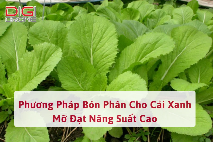 Phương Pháp Bón Phân Cho Cải Xanh Mỡ Đạt Năng Suất Cao