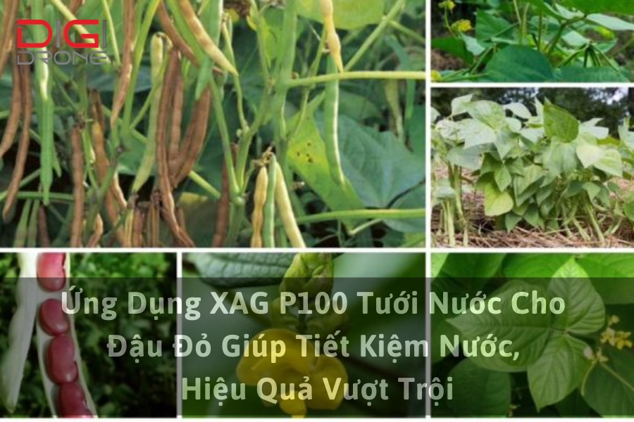 Ứng Dụng XAG P100 Tưới Nước Cho Đậu Đỏ Giúp Tiết Kiệm Nước, Hiệu Quả Vượt Trội