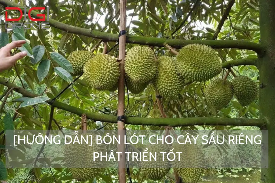 [Hướng Dẫn] Bón Lót Cho Cây Sầu Riêng Phát Triển Tốt