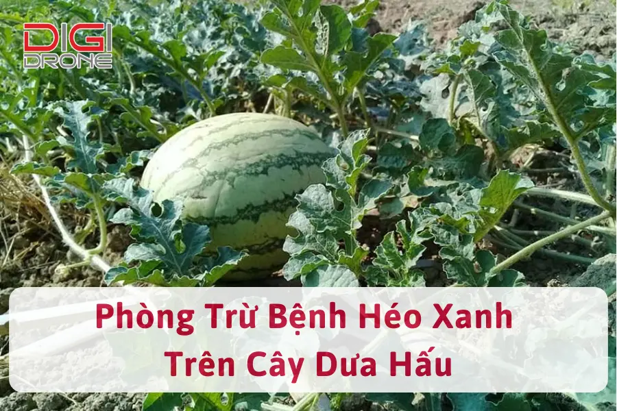 Bệnh Héo Xanh Trên Dưa Hấu | Nguyên Nhân Và Cách Phòng Trừ