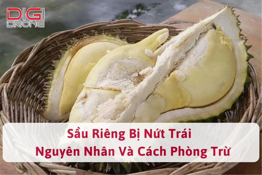 Sầu Riêng Bị Nứt Trái | Nguyên Nhân Và Cách Phòng Trừ