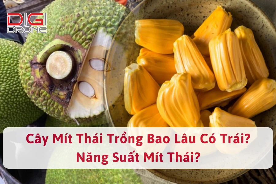 Cây Mít Thái Trồng Bao Lâu Có Trái? Năng Suất Mít Thái?