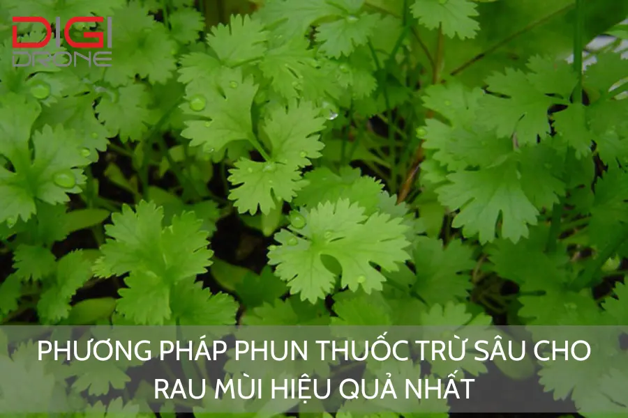 Phương Pháp Phun Thuốc Trừ Sâu Cho Rau Mùi Hiệu Quả Nhất