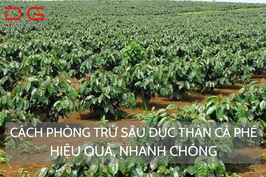 Cách Phòng Trừ Sâu Đục Thân Cà Phê Hiệu Quả, Nhanh Chóng