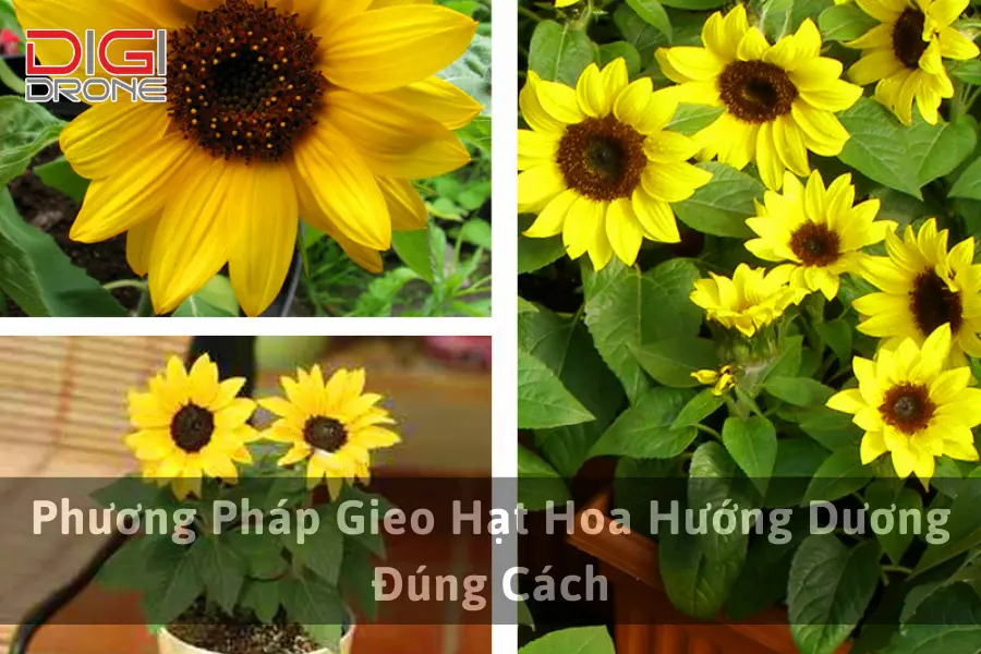 Phương Pháp Gieo Hạt Hoa Hướng Dương Đúng Cách