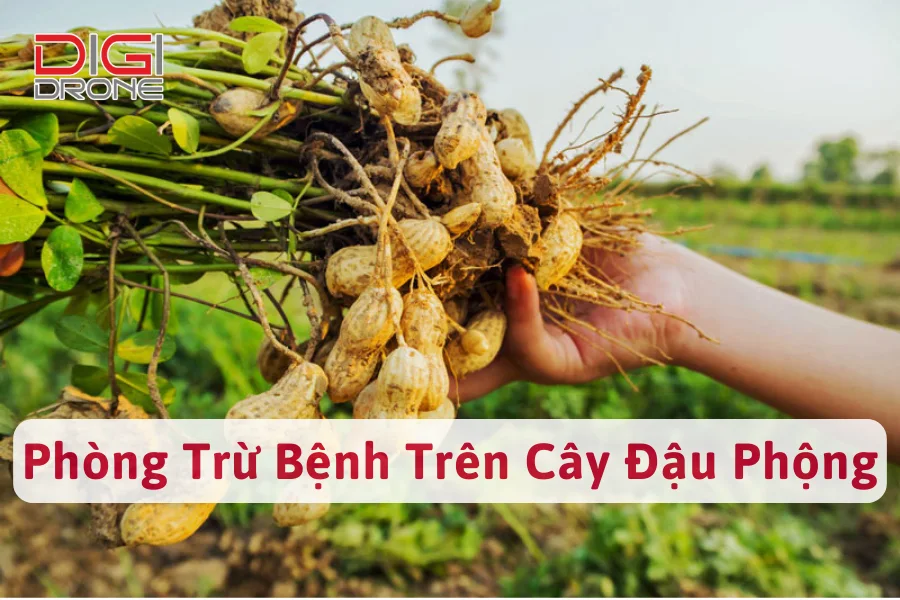 Cách Phòng Trừ Các Bệnh Trên Cây Đậu Phộng (Cây Lạc)