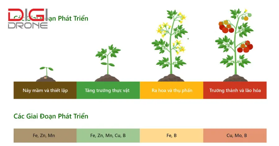 Nhu cầu dinh dưỡng của cây atiso đỏ trong từng giai đoạn sinh trưởng