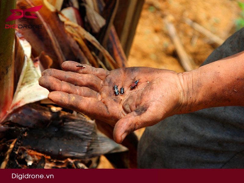 Cách chữa cây chuối bị sâu hiệu quả & bền vững