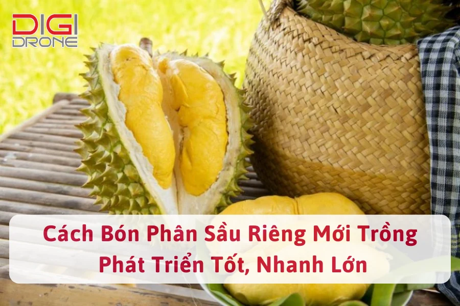 Cách Bón Phân Sầu Riêng Mới Trồng Phát Triển Tốt, Nhanh Lớn