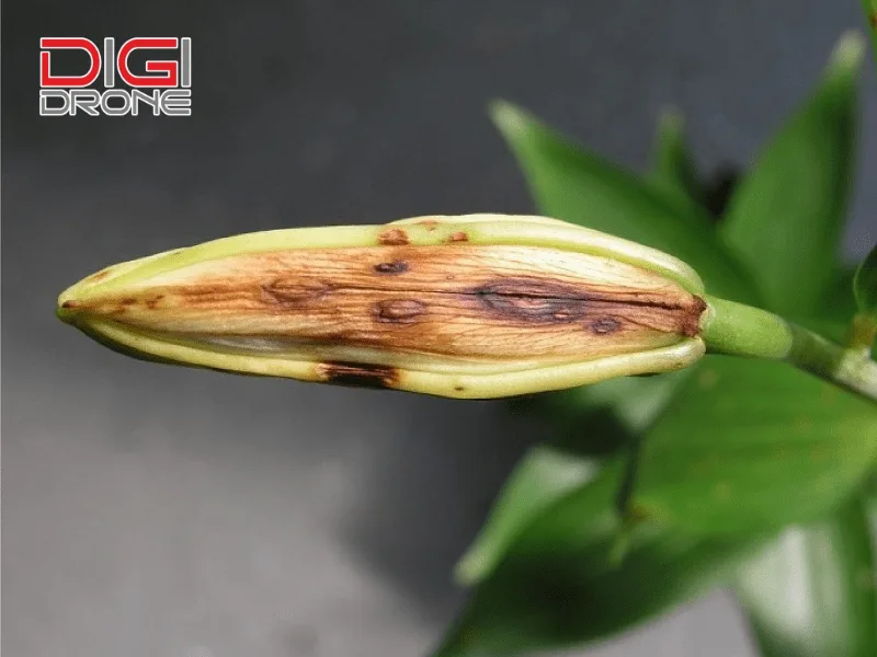 phương pháp phun thuốc trừ sâu cho cây hoa lily