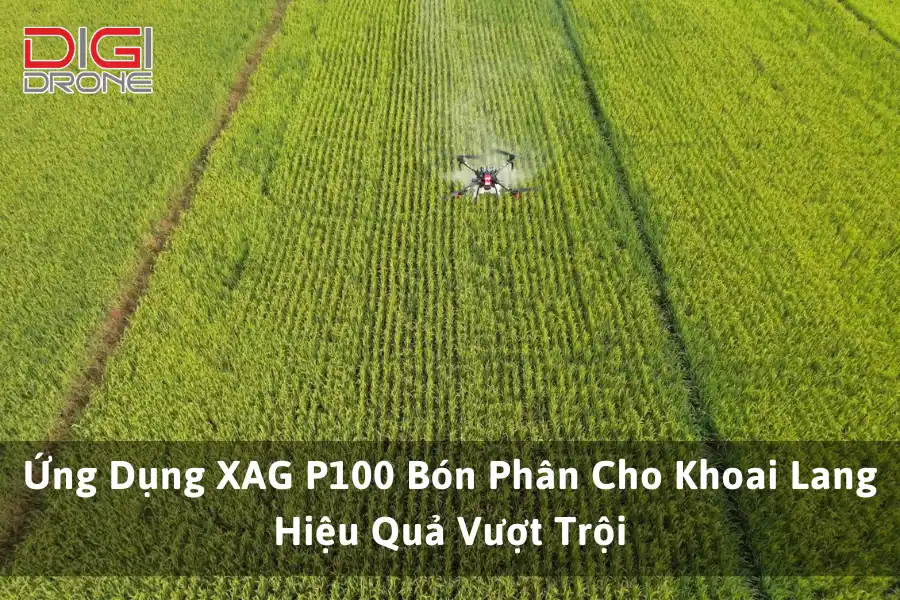 Ứng Dụng XAG P100 Bón Phân Cho Khoai Lang Hiệu Quả Vượt Trội