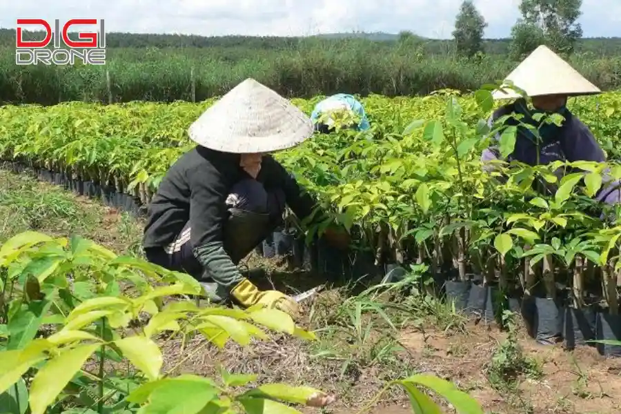 Phương pháp gieo hạt truyền thống