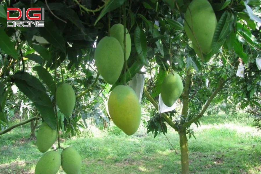 có cây xoài đực không