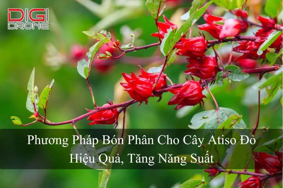 Phương Pháp Bón Phân Cho Cây Atiso Đỏ Hiệu Quả, Tăng Năng Suất