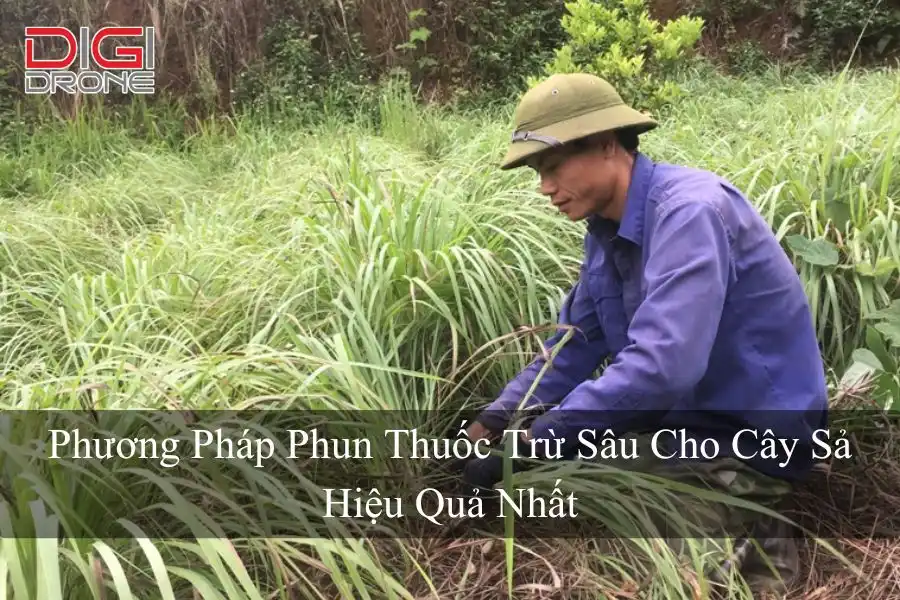 Phương Pháp Phun Thuốc Trừ Sâu Cho Cây Sả Hiệu Quả Nhất